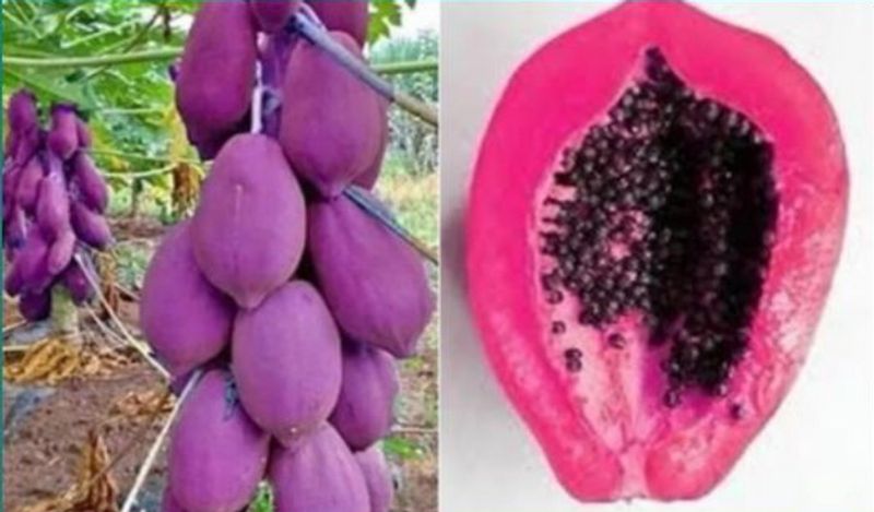 have you ever seen purple papaya photos that is going viral kph