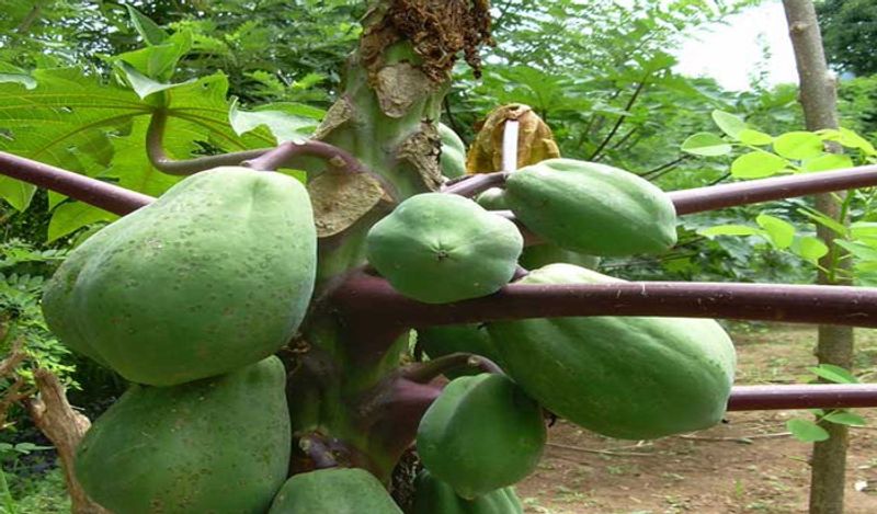 have you ever seen purple papaya photos that is going viral kph