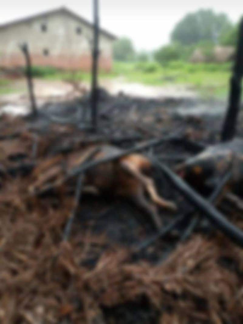 Animals Burned Alive in Belagavi District for Accidental Fire