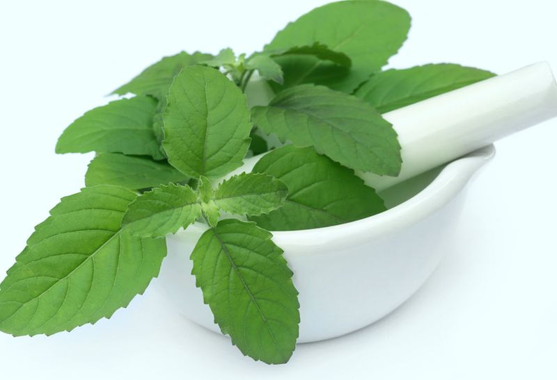Aloe Vera Face Packs for skin care