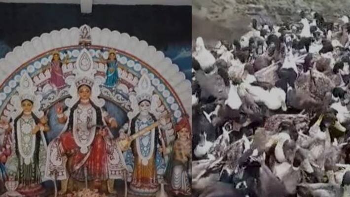 Ducks are on high demand in Purulia during Mansha Puja BTG Ducks are on high demand in Purulia during Mansha Puja BTG