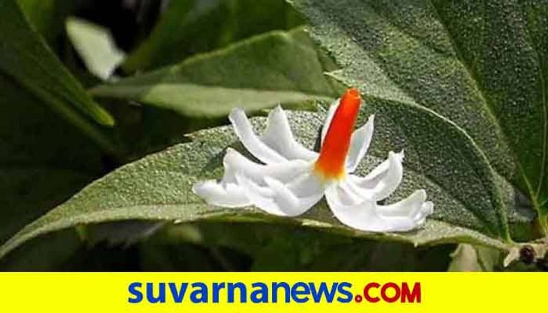 ಬಳಸುವುದು ಹೇಗೆ?
ಇದಕ್ಕಾಗಿ ಕೇವಲ ಒಂದು ಟೀ ಚಮಚ ಪಾರಿಜಾತ ಎಲೆಗಳು ಮತ್ತು 2 ಕಪ್ ನೀರನ್ನು ತೆಗೆದುಕೊಳ್ಳಬೇಕು. ಈಗ ಅದನ್ನು ಕುದಿಯಲು ಬಿಡಿ. ನೀರು ಅರ್ಧಕ್ಕೆ ಇಳಿದಾಗ ಜ್ವರ ಬಂದಾಗ ಸೇವಿಸಿ. ಇದರಿಂದ ತಕ್ಷಣದ ಪರಿಹಾರವು ದೊರೆತು ಬಿಡುತ್ತದೆ.