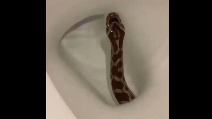 viral video of a man finds snake in toilet seat watch bsm viral video of a man finds snake in toilet seat watch bsm