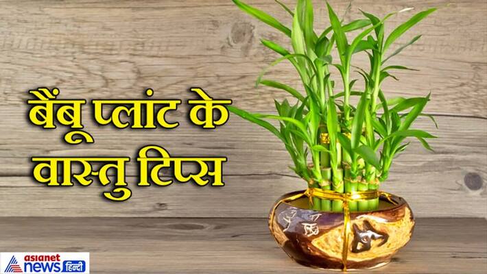 Bamboo plant increases positivity at home, know it's vastu tips KPI Bamboo plant increases positivity at home, know it's vastu tips KPI