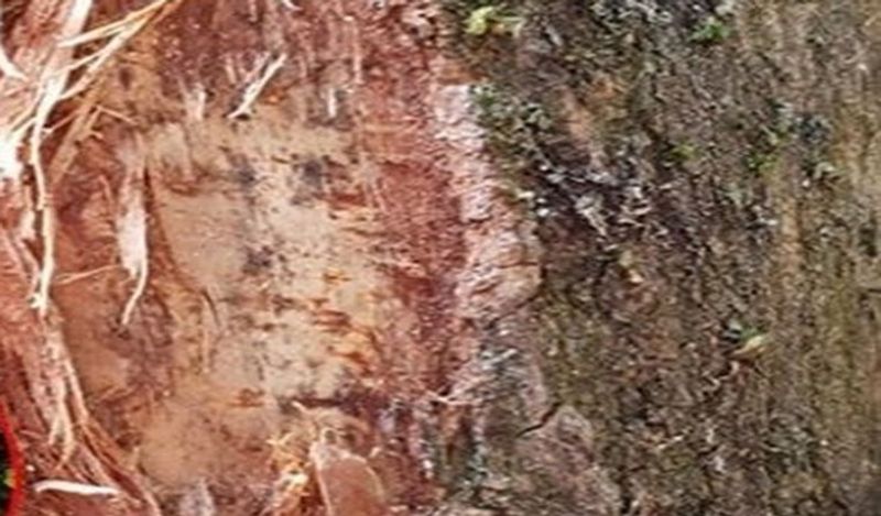 mother shocked after finding face of god ob potatoes buyed from aldi supermarket kph