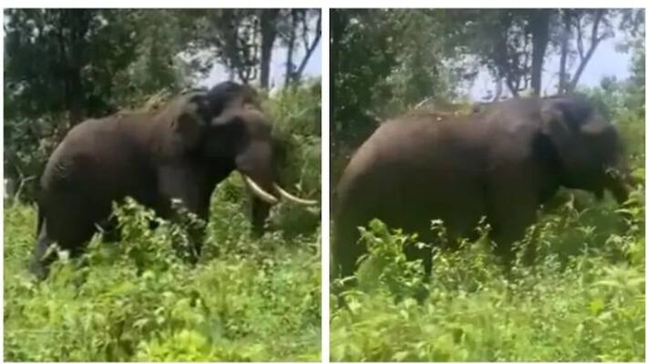 little birds enjoy ride on elephant in forest little birds enjoy ride on elephant in forest