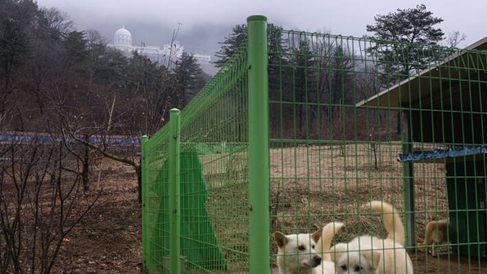 north korea forcing pet owners to give up pets for meat north korea forcing pet owners to give up pets for meat