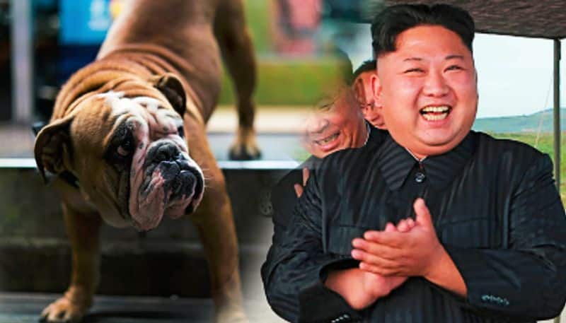 north korea forcing pet owners to give up pets for meat