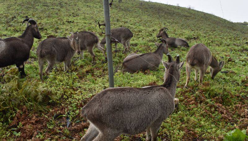 Eravikulam National Park opening after Covid pandemic lockdown