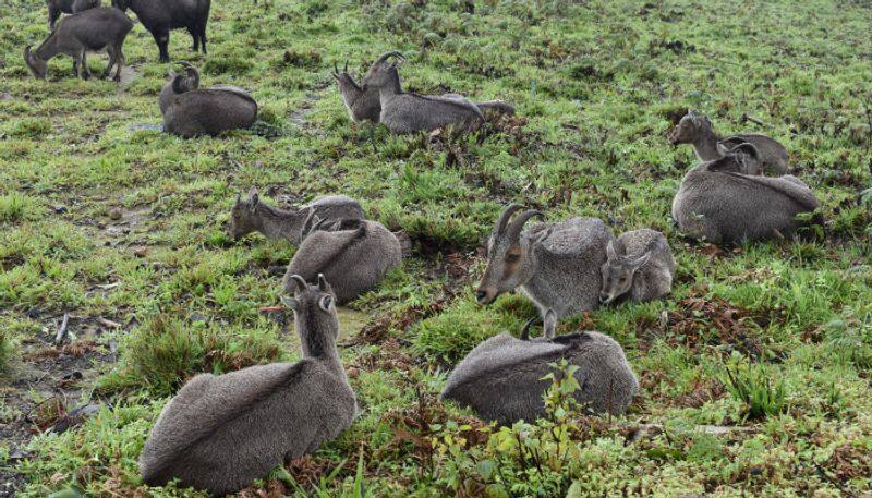 Eravikulam National Park opening after Covid pandemic lockdown