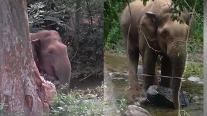 wild elephant found injured in palakkad wild elephant found injured in palakkad