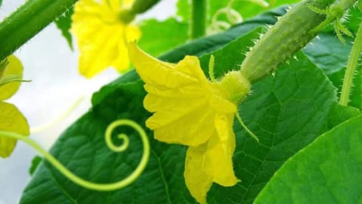 pollination process in plants pollination process in plants