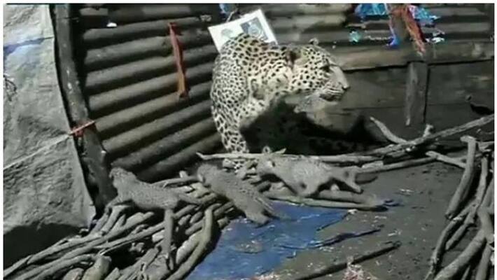 leopard gave birth to four cubs inside a hut in Igatpuri leopard gave birth to four cubs inside a hut in Igatpuri