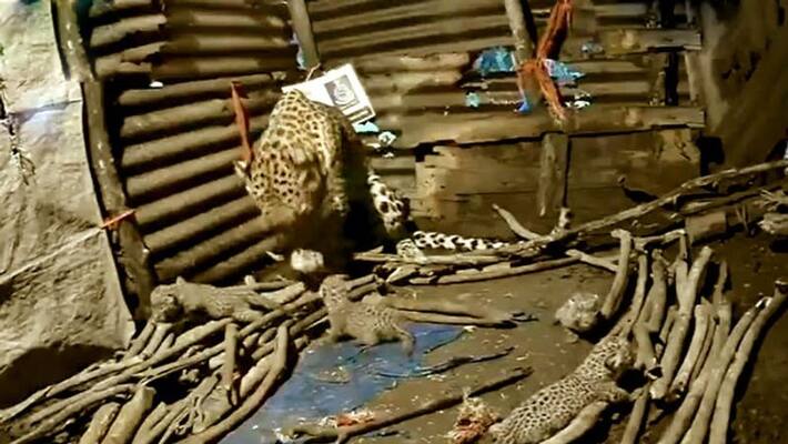Female leopard gives birth inside hut in Nashik Viral Video of 4 tiny cubs wows people BSS Female leopard gives birth inside hut in Nashik Viral Video of 4 tiny cubs wows people BSS