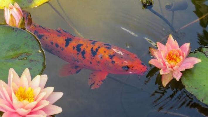 pond fertilizer in fish ponds pond fertilizer in fish ponds