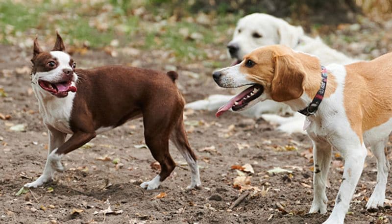 North Koreans ordered to hand over pet dogs for meat amid food shortage? - gps
