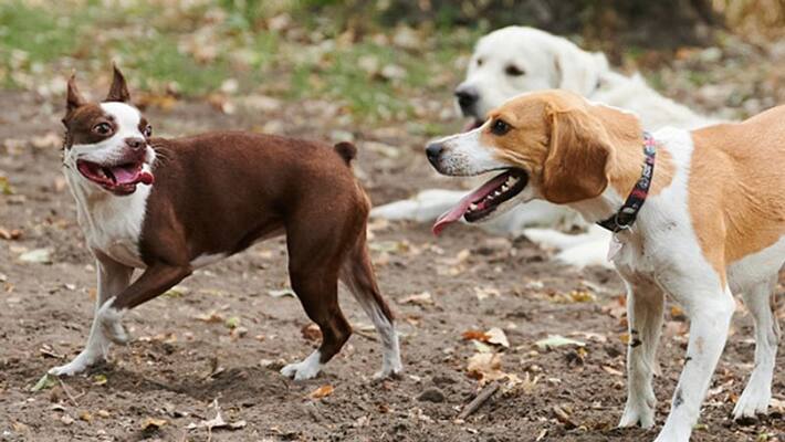 license requirement to get treatment for pets license requirement to get treatment for pets