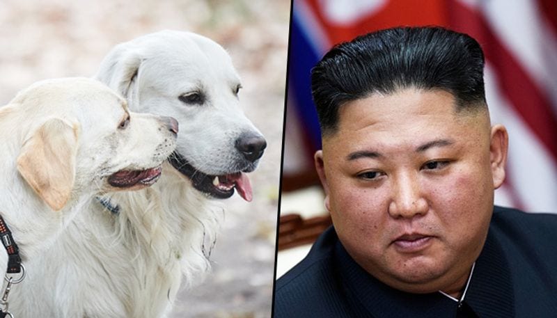 North Koreans ordered to hand over pet dogs for meat amid food shortage? - gps