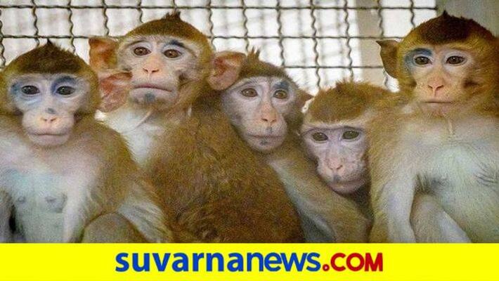 5 People Arrested For killed Monkeys in shivamogga snr 5 People Arrested For killed Monkeys in shivamogga snr
