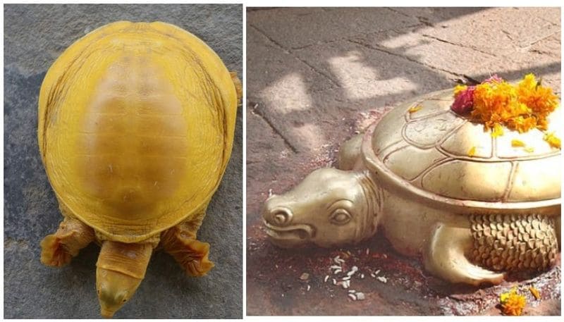 എന്നാല് അപൂര്വ്വങ്ങളില് അപൂര്വ്വമായി കാണുന്ന ആമയെ ഹിന്ദു വിശ്വാസങ്ങളിലെ ഭഗവാന് വിഷ്ണുവിന്റെ അവതാരമായ കൂര്മ്മാവതാരമായാണ് നേപ്പാളുകാര് കാണുന്നത്. ഇതിന് പിന്നാലെ ആമയെ ആരാധിക്കാനായി നിരവധിപ്പേരാണ് എത്തുന്നതെന്നാണ് ടൈംസ് നൌ റിപ്പോര്ട്ട് ചെയ്യുന്നത്. 