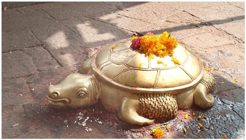 അതേസമയം ക്രൊമാറ്റിക് ല്യൂസിസം എന്ന തകരാറാണ് തിളങ്ങുന്ന മഞ്ഞനിറം ആമയ്ക്ക് കിട്ടാന് കാരണമെന്നാണ് വിദഗ്ധര് പറയുന്നത്. ഈ തകരാര് ഉള്ള ജീവികളില് ത്വക്കിന്റെ നിറം വിളറിയ, മഞ്ഞ നിറങ്ങളിലാണ് കാണപ്പെടുക. 