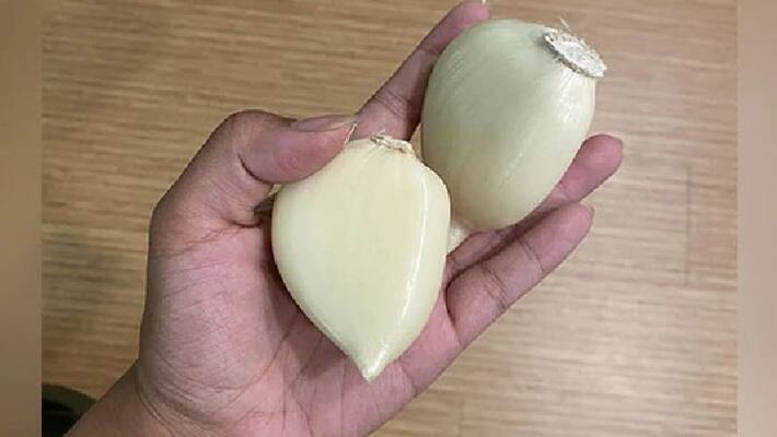 photo of giant garlic cloves goes viral in twitter photo of giant garlic cloves goes viral in twitter