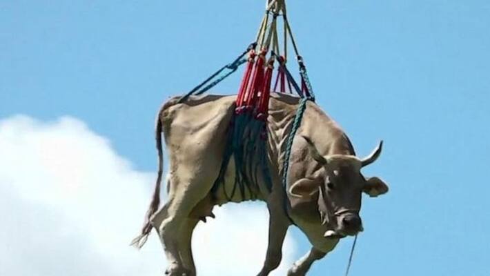 Farmer airlifts injured cow from a mountain in the Swiss Alps with a helicopter Farmer airlifts injured cow from a mountain in the Swiss Alps with a helicopter