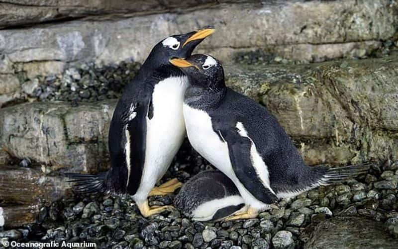 spanish lesbian penguins become proud moms after adopting fertile egg