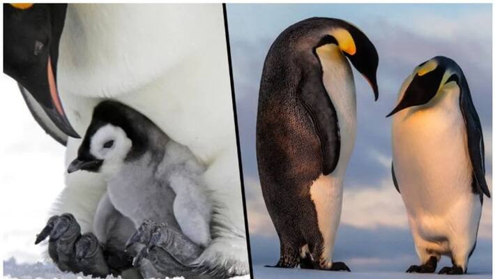 spanish lesbian penguins become proud moms after adopting fertile egg spanish lesbian penguins become proud moms after adopting fertile egg