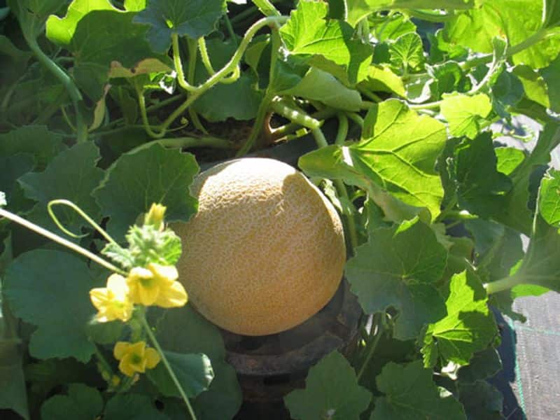 how to grow sun melon