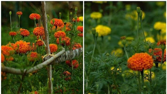 chendamangalam localites cultivate flowers for onam season chendamangalam localites cultivate flowers for onam season