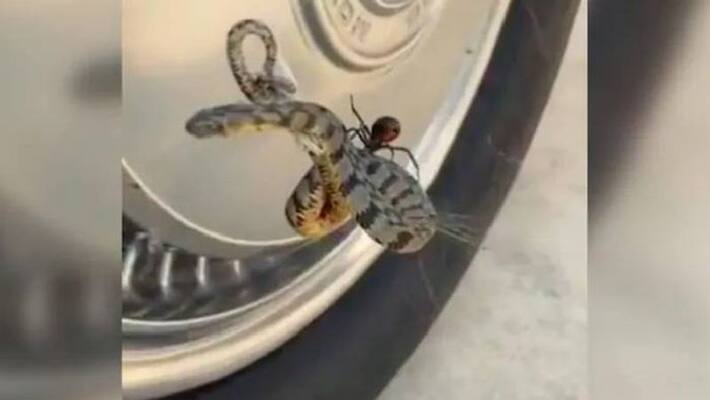 Video of spider sitting on snake goes viral Video of spider sitting on snake goes viral