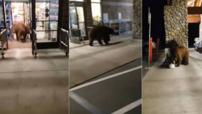 video in which a bear enters supermarket and takes a packet of chips video in which a bear enters supermarket and takes a packet of chips