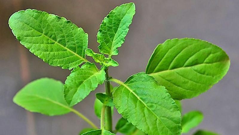 <p>এই মাসে সকালে ও সন্ধ্যায় দুবেলা ঠাকুর দেওয়ার সময় তুলসী গাছে জল দিয়ে পুজো করলে দেবতার কৃপাদৃষ্টি পাওয়া সম্ভব হয়। এতে করে জীবনের বহু সমস্যা কাটিয়ে উঠতে পারবেন সহজেই।</p>