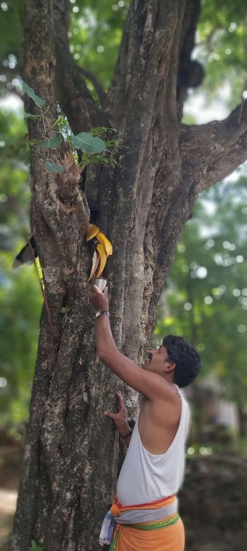 Hornbill Bird Close with Human in Ankola in Uttara Kannada District