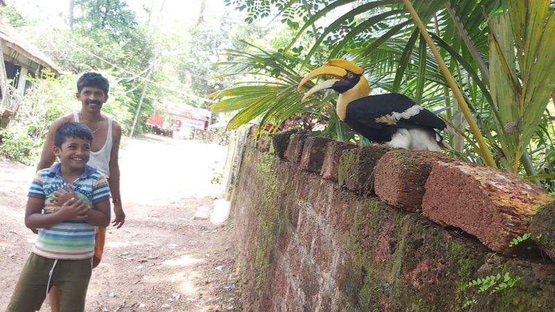 Hornbill Bird Close with Human in Ankola in Uttara Kannada District