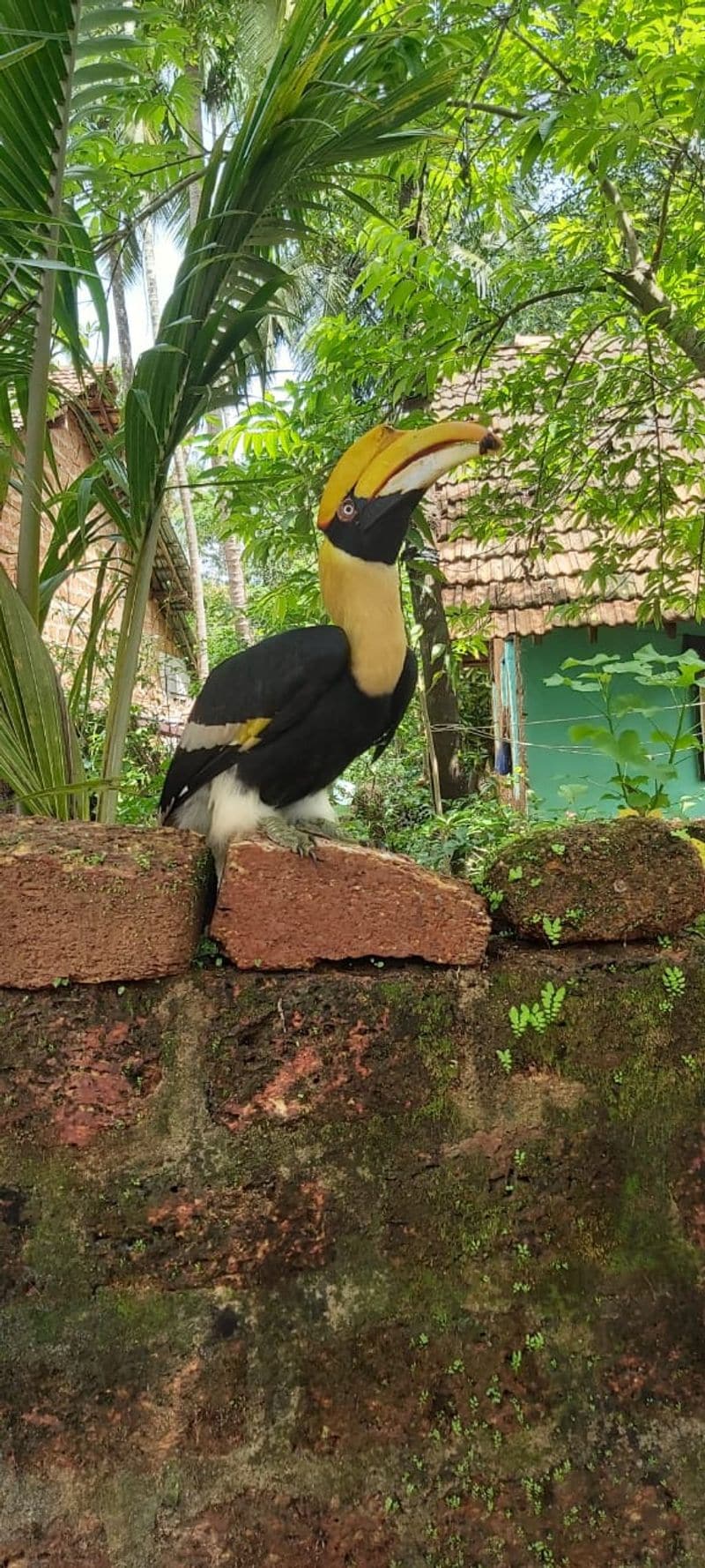 Hornbill Bird Close with Human in Ankola in Uttara Kannada District