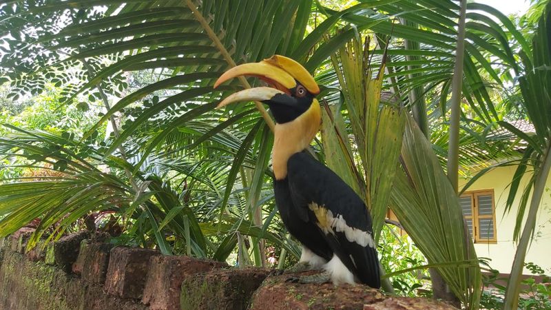 Hornbill Bird Close with Human in Ankola in Uttara Kannada District
