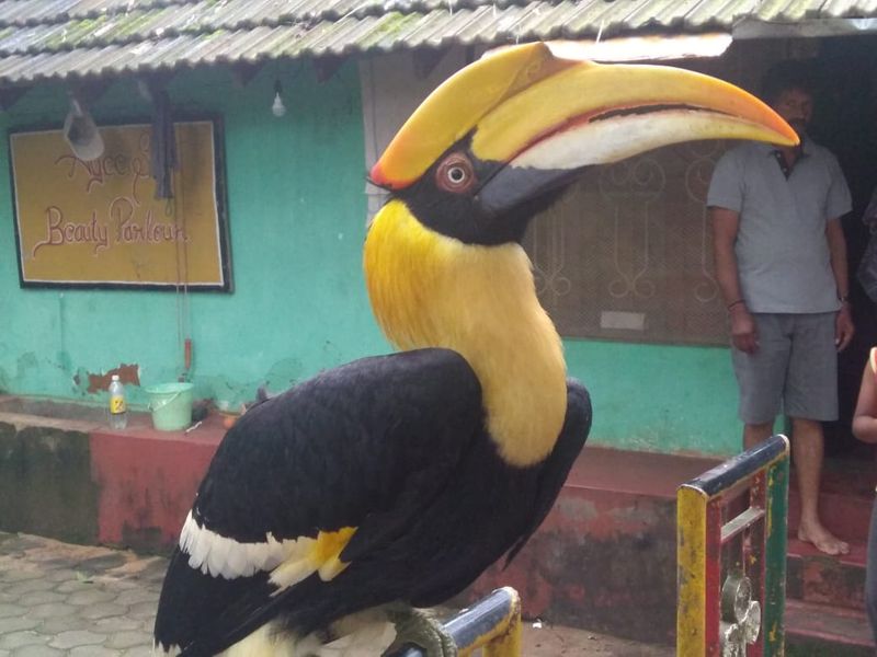 Hornbill Bird Close with Human in Ankola in Uttara Kannada District
