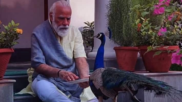 Watch precious moments of PM Modi feeding peacocks at his residence-dnm Watch precious moments of PM Modi feeding peacocks at his residence-dnm