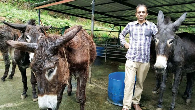 Donkey Milk Paneer Is Gold Only So much for single demand? -bsb