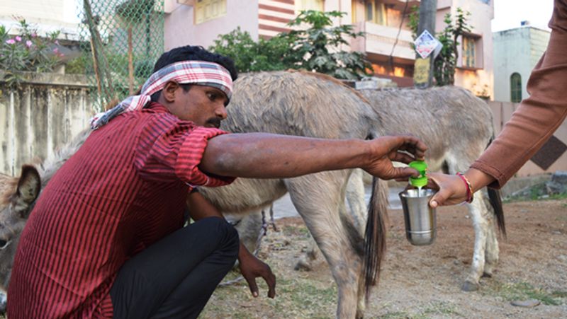 Donkey Milk Paneer Is Gold Only So much for single demand? -bsb