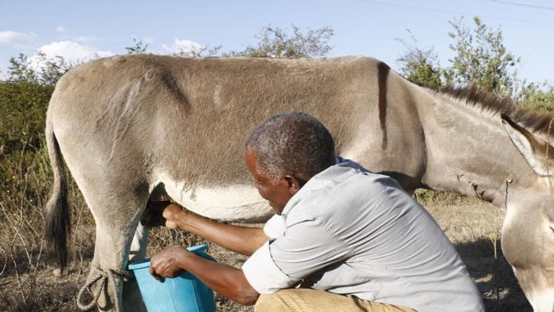 Donkey Milk Paneer Is Gold Only So much for single demand? -bsb
