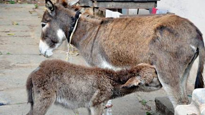 Donkey Milk Paneer Is Gold Only So much for single demand? -bsb