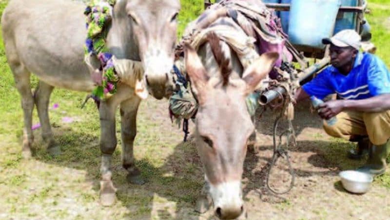 Donkey Milk Paneer Is Gold Only So much for single demand? -bsb