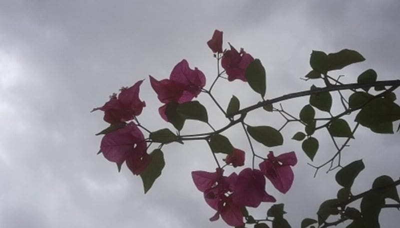 Weather update heavy rain may hit Kolkata and South Bengal RTB