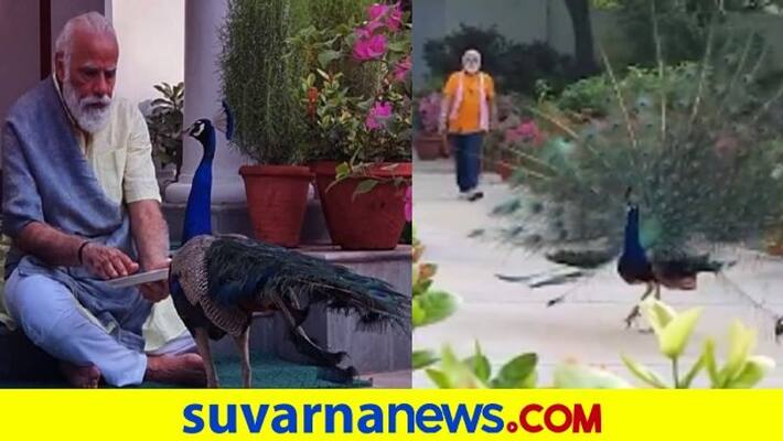 PM Busy With Peacock Says Rahul Gandhi, Abroad As Session Starts PM Busy With Peacock Says Rahul Gandhi, Abroad As Session Starts