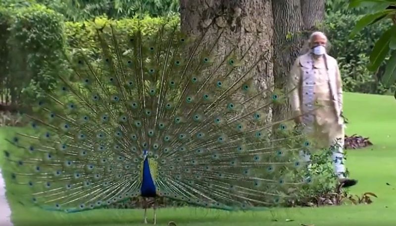 Save your life because PM busy with peacocks Rahul Gandhi attacks PM Narendra Modi on Covid-19 handling BSS