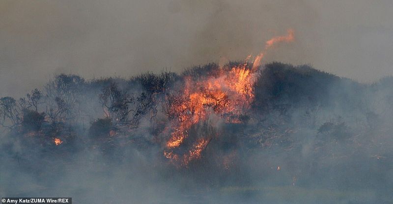 In Los Angeles 314000 acres of forest were destroyed by the fire