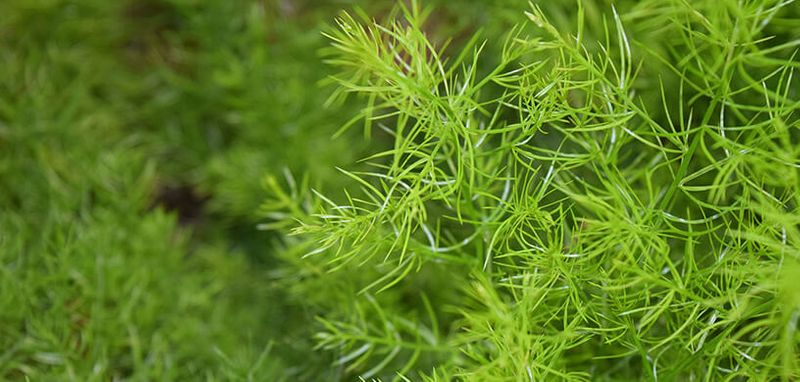 Increase sex power to breast size benefits of Shatavari